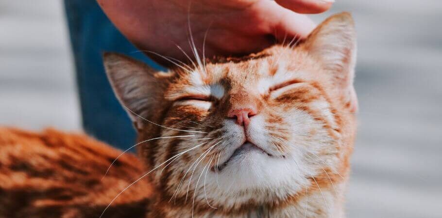 Cat owner petting the head of their orange cat