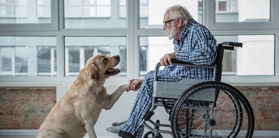 Elderly man in wheelchair holding his dogs paw