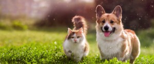 Can & Dog on lawn | Pet Trusts