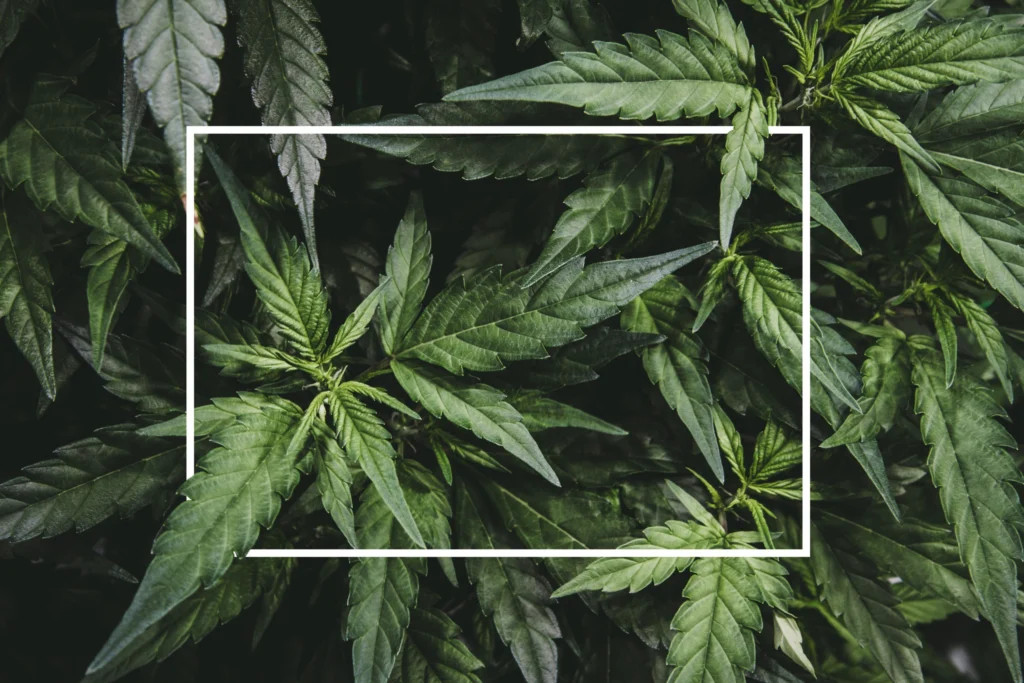 How Will The New Marijuana Laws Affect My Custody Case? How Will The New Marijuana Laws Affect My Custody Case?